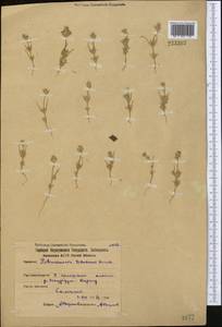 Petrosimonia litwinowii Korsh., Middle Asia, Northern & Central Kazakhstan (M10) (Kazakhstan)