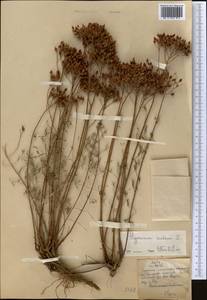 Hypericum scabrum L., Middle Asia, Pamir & Pamiro-Alai (M2)