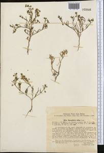 Spergularia marina (L.) Besser, Middle Asia, Syr-Darian deserts & Kyzylkum (M7) (Kazakhstan)