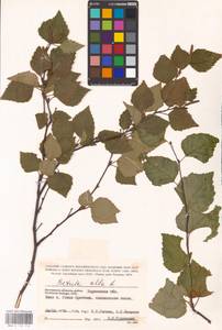 Betula pubescens Ehrh., Eastern Europe, South Ukrainian region (E12) (Ukraine)