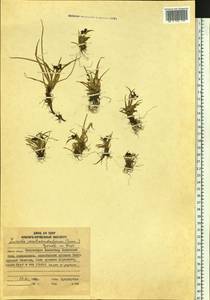 Luzula arcuata subsp. unalaschkensis (Buch.) Hultén, Siberia, Chukotka & Kamchatka (S7) (Russia)