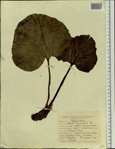 Rheum compactum L., Siberia, Yakutia (S5) (Russia)
