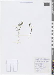 Euphorbia ledebourii Boiss., Crimea (KRYM) (Russia)