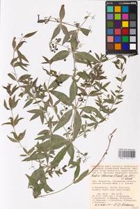 Rubia tinctorum L., Middle Asia, Caspian Ustyurt & Northern Aralia (M8) (Kazakhstan)