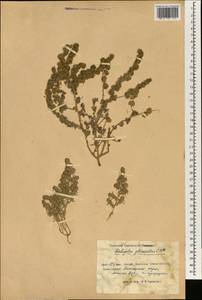 Halogeton glomeratus (Stephan ex M. Bieb.) C. A. Mey., South Asia, South Asia (Asia outside ex-Soviet states and Mongolia) (ASIA) (China)