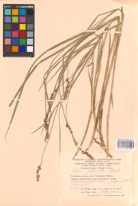 Carex disticha Huds., Eastern Europe, Eastern region (E10) (Russia)