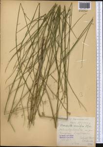 Chondrilla leiosperma Kar. & Kir., Middle Asia, Western Tian Shan & Karatau (M3)