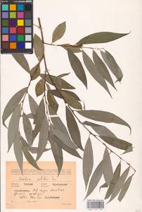 Salix alba L., Eastern Europe, Middle Volga region (E8) (Russia)