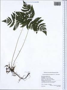 Gymnocarpium dryopteris (L.) Newm., Western Europe (EUR) (Germany)