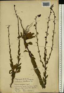 Verbascum blattaria L., Eastern Europe, Lower Volga region (E9) (Russia)