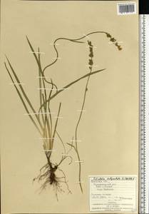 Tofieldia calyculata (L.) Wahlenb., Eastern Europe, West Ukrainian region (E13) (Ukraine)