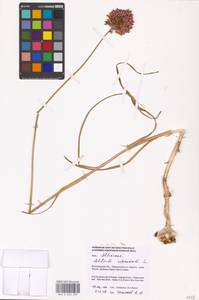 Allium rotundum L., Eastern Europe, Lower Volga region (E9) (Russia)