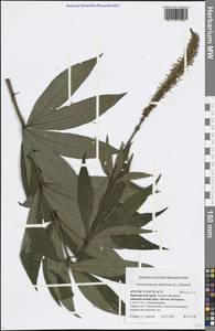 Veronicastrum sibiricum (L.) Pennell, Siberia, Russian Far East (S6) (Russia)