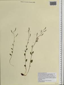 Eutrema edwardsii R. Br., Siberia, Chukotka & Kamchatka (S7) (Russia)