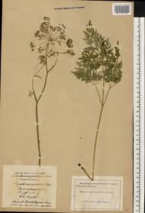 Thysselinum palustre (L.) Hoffm., Eastern Europe, Latvia (E2b) (Latvia)