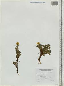 Dasiphora fruticosa (L.) Rydb., Siberia, Baikal & Transbaikal region (S4) (Russia)