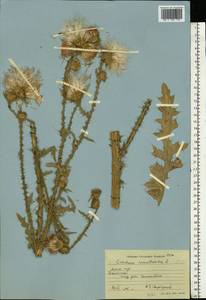 Carduus acanthoides L., Eastern Europe, Moscow region (E4a) (Russia)