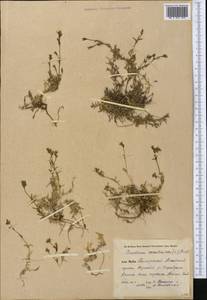 Dichodon cerastoides (L.) Rchb., Middle Asia, Pamir & Pamiro-Alai (M2) (Kyrgyzstan)