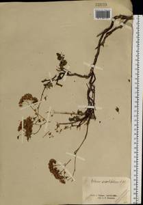 Hylotelephium populifolium (Pall.) H. Ohba, Siberia, Altai & Sayany Mountains (S2) (Russia)