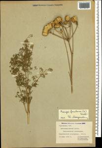 Prangos ferulacea (L.) Lindl., Caucasus, Georgia (K4) (Georgia)