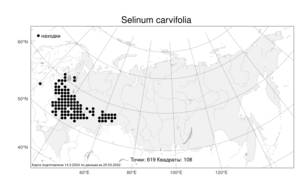 Selinum carvifolia (L.) L., Atlas of the Russian Flora (FLORUS) (Russia)