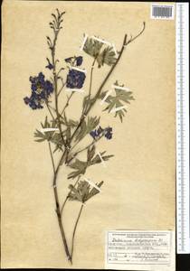Delphinium dictyocarpum DC., Middle Asia, Muyunkumy, Balkhash & Betpak-Dala (M9) (Kazakhstan)