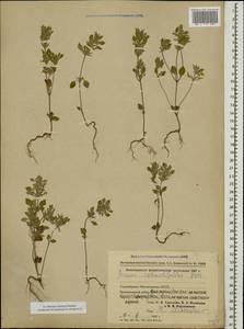 Clinopodium graveolens subsp. rotundifolium (Pers.) Govaerts, Caucasus, Azerbaijan (K6) (Azerbaijan)