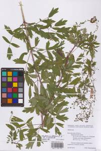 Thalictrum flavum × simplex, Eastern Europe, Central forest-and-steppe region (E6) (Russia)
