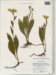 Pentanema oculus-christi (L.) D. Gut. Larr., Santos-Vicente, Anderb., E. Rico & M. M. Mart. Ort., Caucasus, Krasnodar Krai & Adygea (K1a) (Russia)