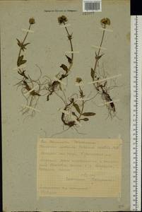 Valeriana capitata Link, Eastern Europe, Northern region (E1) (Russia)