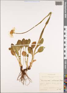 Doronicum altaicum Pall., Siberia, Altai & Sayany Mountains (S2) (Russia)