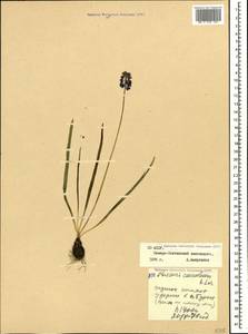 Muscari coeruleum Losinsk., Caucasus, North Ossetia, Ingushetia & Chechnya (K1c) (Russia)