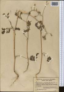 Chaerophyllum nodosum (L.) Crantz, Middle Asia, Western Tian Shan & Karatau (M3) (Kyrgyzstan)