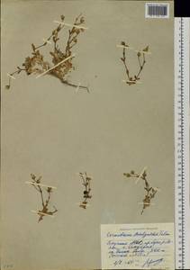 Cerastium bialynickii A. Tolm., Siberia, Yakutia (S5) (Russia)