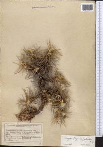 Astragalus verus Olivier, Middle Asia, Pamir & Pamiro-Alai (M2) (Uzbekistan)