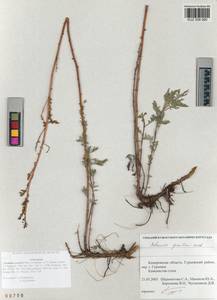 Artemisia gmelinii Weber ex Stechm., Siberia, Altai & Sayany Mountains (S2) (Russia)