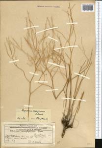 Lepidium songaricum Schrenk, Middle Asia, Caspian Ustyurt & Northern Aralia (M8) (Kazakhstan)