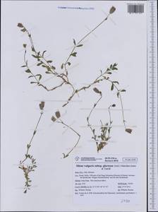 Silene vulgaris subsp. glareosa (Jordan) Marsden-Jones & Turrill, Western Europe (EUR) (Italy)