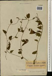 Turbina oblongata (E. Mey. ex Choisy) A. Meeuse, Africa (AFR) (South Africa)