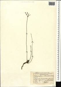 Haplophyllum villosum (M. Bieb.) G. Don, Caucasus, Azerbaijan (K6) (Azerbaijan)