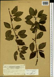 Populus suaveolens subsp. maximowiczii (A. Henry) Tatew., Siberia, Russian Far East (S6) (Russia)