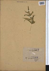Pteris longifolia L., Botanic gardens and arboreta (GARD)