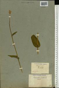 Bistorta officinalis subsp. officinalis, Eastern Europe, Eastern region (E10) (Russia)