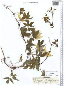 Clematis sibirica (L.) Mill., Middle Asia, Northern & Central Tian Shan (M4) (Kazakhstan)