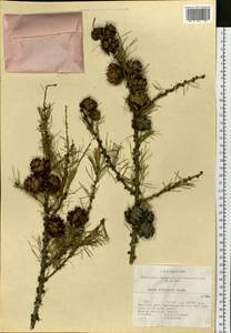 Larix sibirica Ledeb., Siberia, Baikal & Transbaikal region (S4) (Russia)