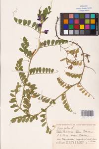 Vicia sativa L., Eastern Europe, Central region (E4) (Russia)