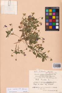 Viola tricolor subsp. curtisii (E. Forst.) Syme, Eastern Europe, Lithuania (E2a) (Lithuania)