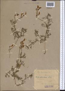 Vicia subvillosa (Ledeb.)Boiss., Middle Asia, Syr-Darian deserts & Kyzylkum (M7) (Kazakhstan)