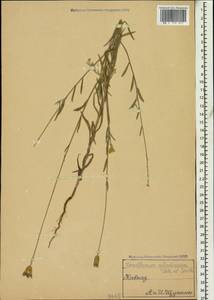 Xeranthemum cylindraceum Sibth. & Sm., Caucasus (no precise locality) (K0)