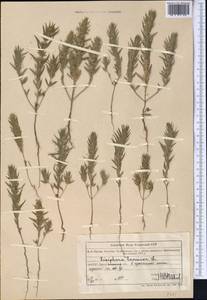 Ziziphora tenuior L., Middle Asia, Muyunkumy, Balkhash & Betpak-Dala (M9) (Kazakhstan)
